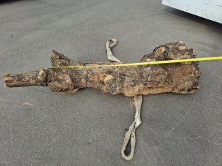 Olivový kmen, délka 150 cm