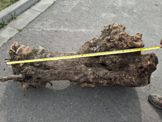 Olivový kmen, délka 100 cm