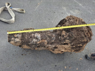 Olivový kmen, délka 100 cm