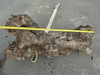 Olivový kmen, délka 120 cm