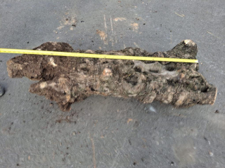 Olivový kmen, délka 110 cm