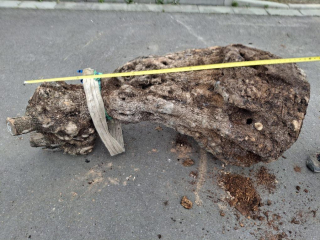 Olivový kmen, délka 150 cm