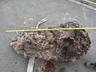 Olivový kmen, délka 130 cm