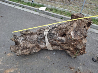 Olivový kmen, délka 130 cm