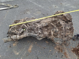 Olivový kmen, délka 120 cm