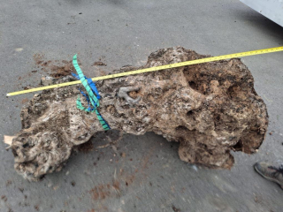 Olivový kmen, délka 130 cm