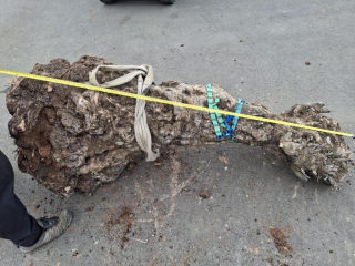 Olivový kmen, délka 190 cm