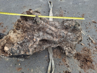 Olivový kmen, délka 100 cm