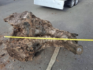 Olivový kmen, délka 110 cm