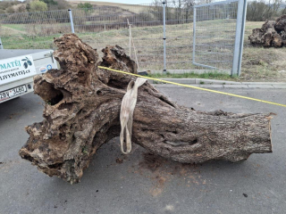 Olivový kmen, délka 200 cm