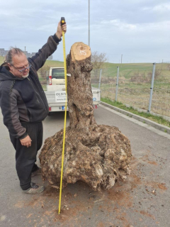 Olivový kmen, délka 190 cm