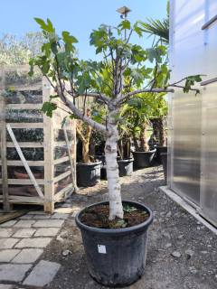 Fík "Calabacita", obv. 26-30 cm