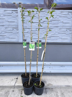 Moruše Kagayamae plodící