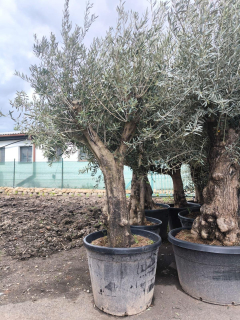 Olivovník obv. 50-60 cm
