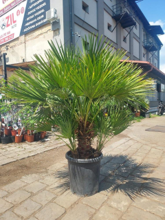 Chamaerops humilis, 150 cm