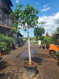 Fíkovník "Napolitana", 3,5 m