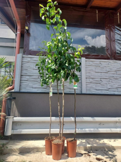 Nashi 230 cm