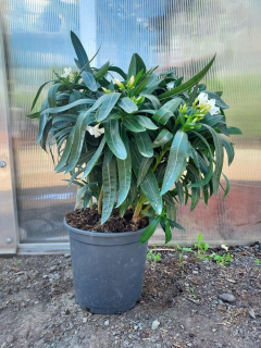 Oleandr bílý, 70-80 cm