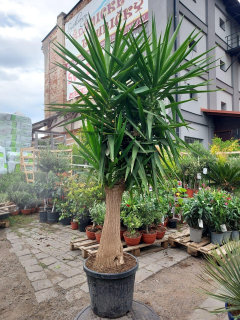 Yucca elephantipes