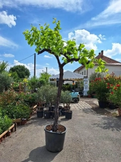 Vinná réva 2 - 2,5m kmen - Moscatel