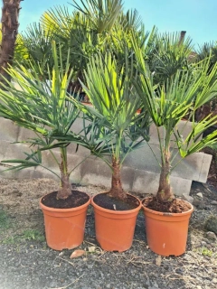 Trachycarpus fortunei 100-110 cm, kmen 20+ cm