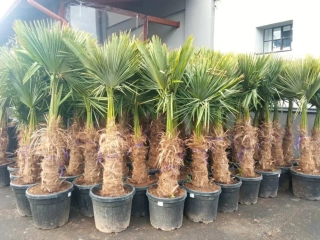Trachycarpus fortunei 160 cm, kmen 50+ cm