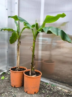 Banánovník Musa basjoo, MRAZUVZDORNÝ