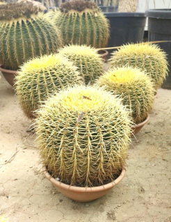 Echinocactus grussonii