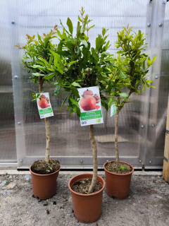 Granátové jablko, 70-100 cm, obv. 6-8 cm