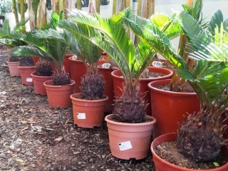Cycas revoluta 3L