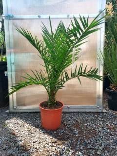 Phoenix canariensis, 100-120 cm