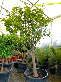 Citrus limon - citron, 80L, obv. 25 cm