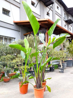 Strelitzia augusta, 10 L, 140-210 cm