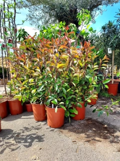 Photinia freseri "Red Robin"