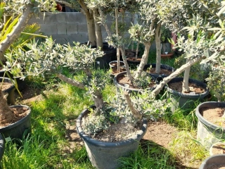 Olivovník evropský, "platos", 60 L