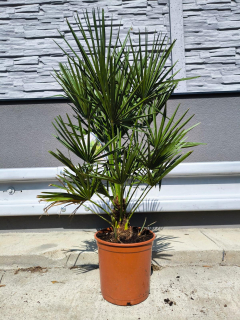 Chamaerops humilis 5L, 70-80 cm