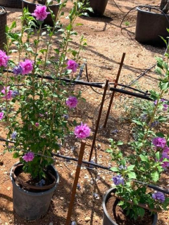 Ibišek syrský, venkovní / fialový a růžový plný květ