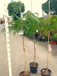 Albizia julibrissin "Rosea", 160-180 cm