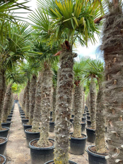 Trachycarpus fortunei 2,5-2,7 m, kmen 150+ cm