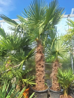 Trachycarpus fortunei 2,2-2,5 m, kmen 120+ cm