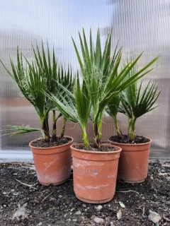 Washingtonia robusta, skupina, 45-50 cm