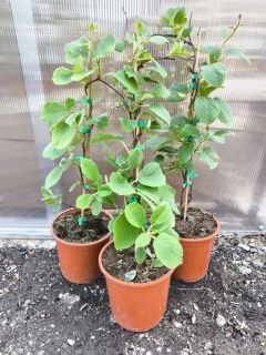 Kiwi "Jenny", velkoplodé, SAMOSPRAŠNÉ