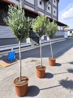 Olivovník evrop., 170-180 cm, obv. 8-10 cm