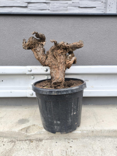 Vinná réva, 30-40cm