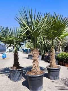 Trachycarpus fortunei 150 cm, kmen 30-35 cm