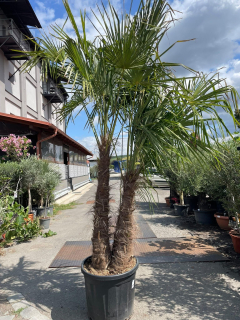 Trachycarpus fortunei trojkmen