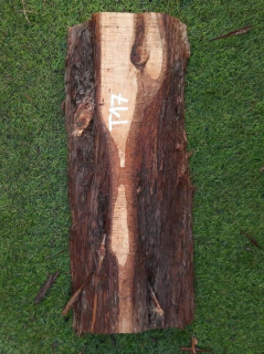 T17 deska z túje 48x19x5 cm