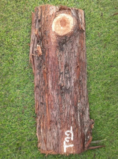 T22 deska z túje 45x16x3 cm