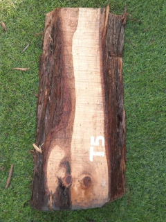 T5 deska z túje 43x19x5 cm