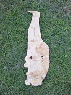Z015 Javor jasanolistý 160x19x4 cm